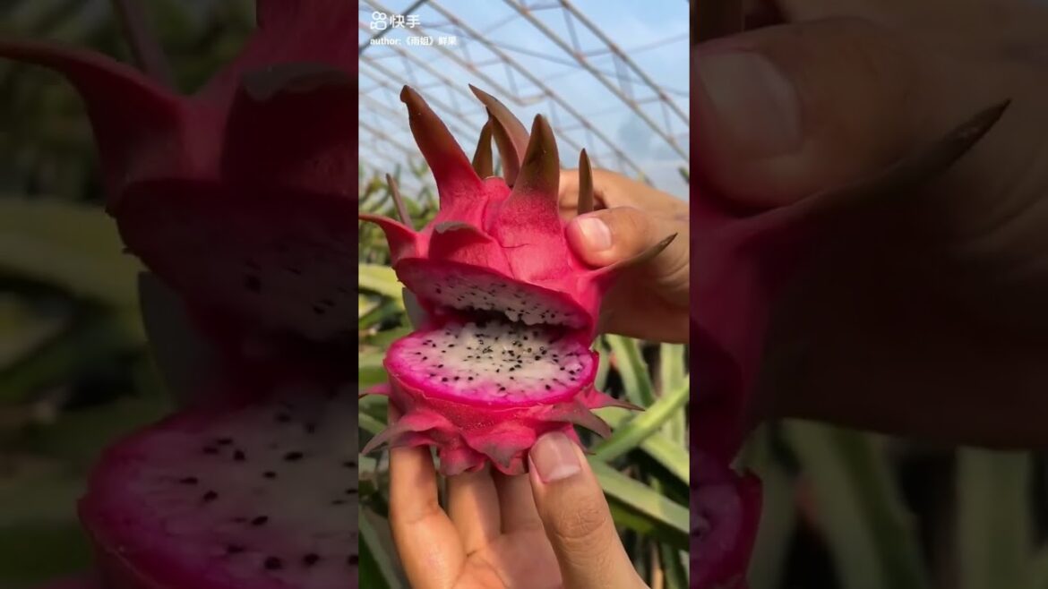 do you know this fruit?|Fruits🍒Videos#shorts #viral #fruit do you know this fruit?|Fruits🍒Videos#shorts #viral #fruit