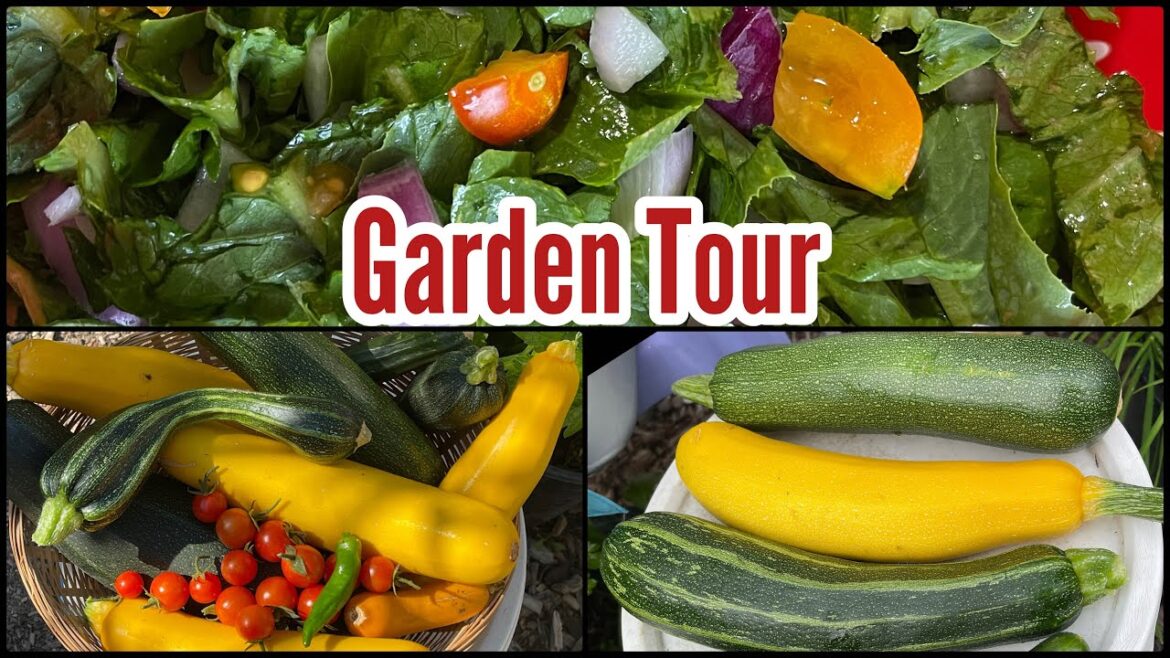 Garden Tour Growing TONS of Zucchini Tomatoes Peppers Cucumber Lettuce Collard Container Gardening