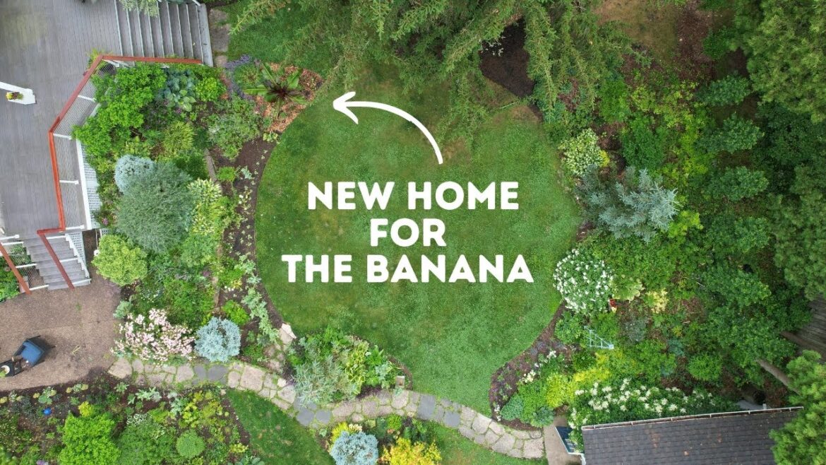 Planting the banana + Edging how-to Planting the banana + Edging how-to