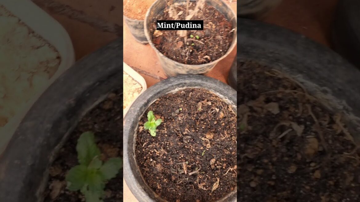 Kitchen Garden Tour Indian #shorts | Vegetable Garden Harvest | Terrace Garden | Fresh Organic Veg Kitchen Garden Tour Indian #shorts | Vegetable Garden Harvest | Terrace Garden | Fresh Organic Veg