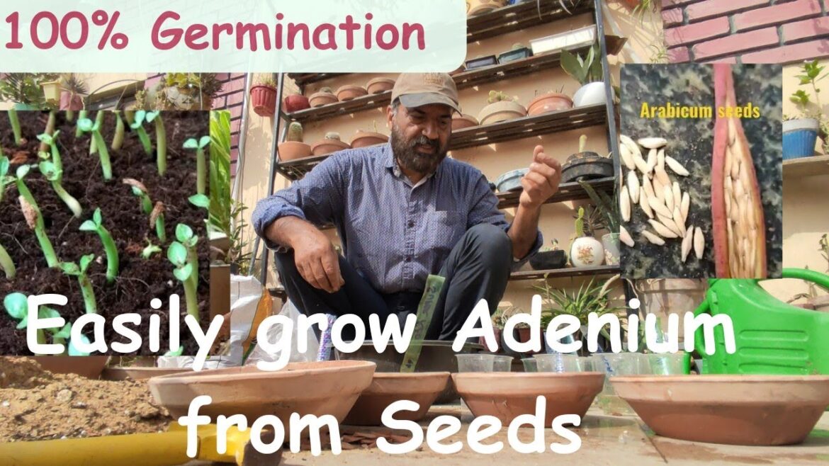 The Ultimate Adenium Desert Rose Growing Tutorial: Expert Tips and Tricks