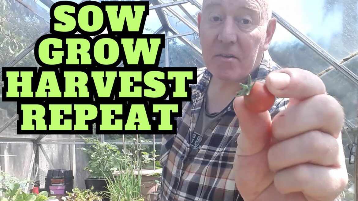 More Seed Sowing [Gardening Allotment UK] [Grow Vegetables At Home ]