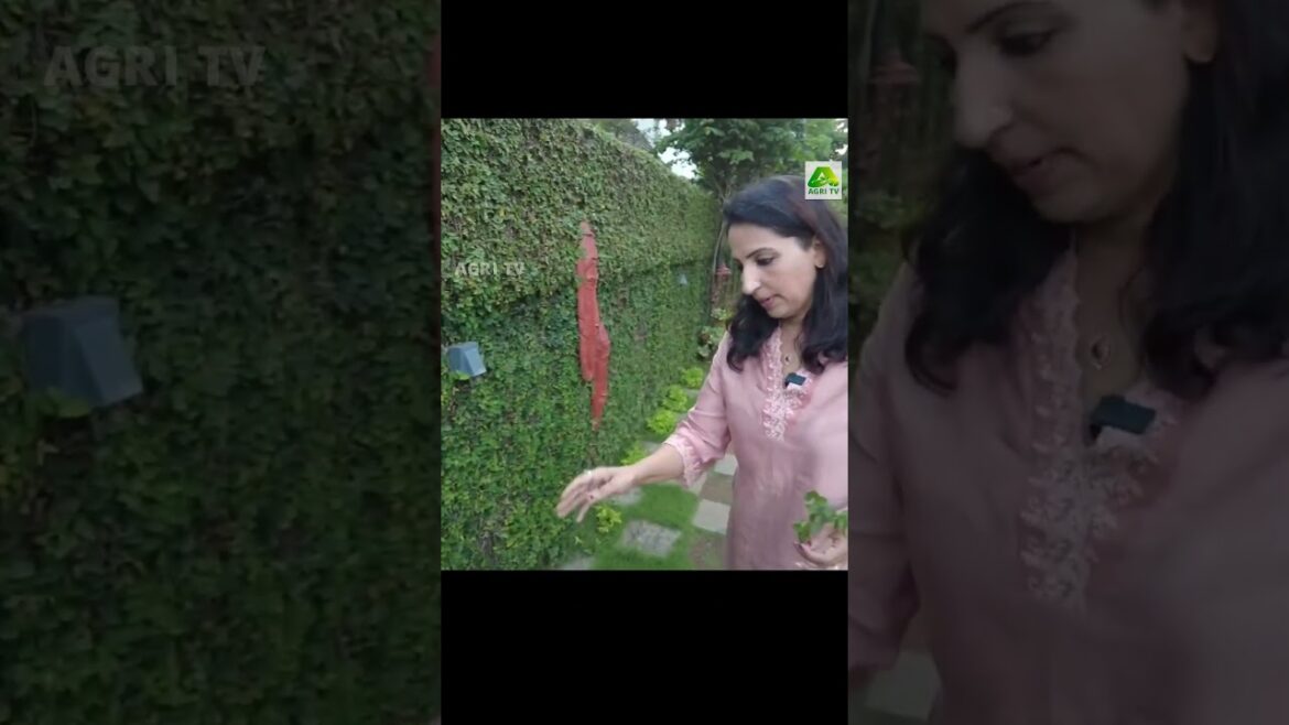 ഈ ചെടിത്തണ്ട് മതി മതിൽ പച്ചപ്പ് കൊണ്ട് നിറയ്ക്കാൻ| Gardening tips| Mercy Johny, Kochi ഈ ചെടിത്തണ്ട് മതി മതിൽ പച്ചപ്പ് കൊണ്ട് നിറയ്ക്കാൻ| Gardening tips| Mercy Johny, Kochi