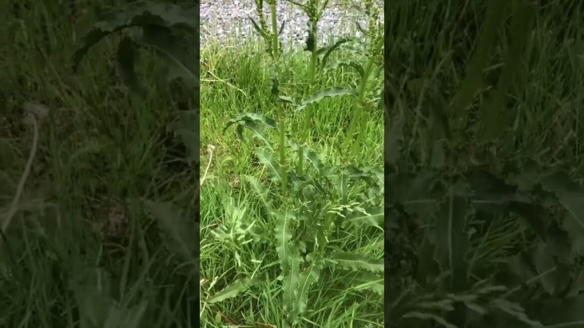 Curly Dock Nutrition #Shorts  Curly Dock Nutrition #Shorts 