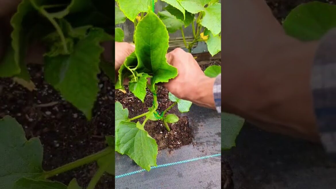 How to tie cucumber plants on a string trellis growing vertically! #shorts How to tie cucumber plants on a string trellis growing vertically! #shorts