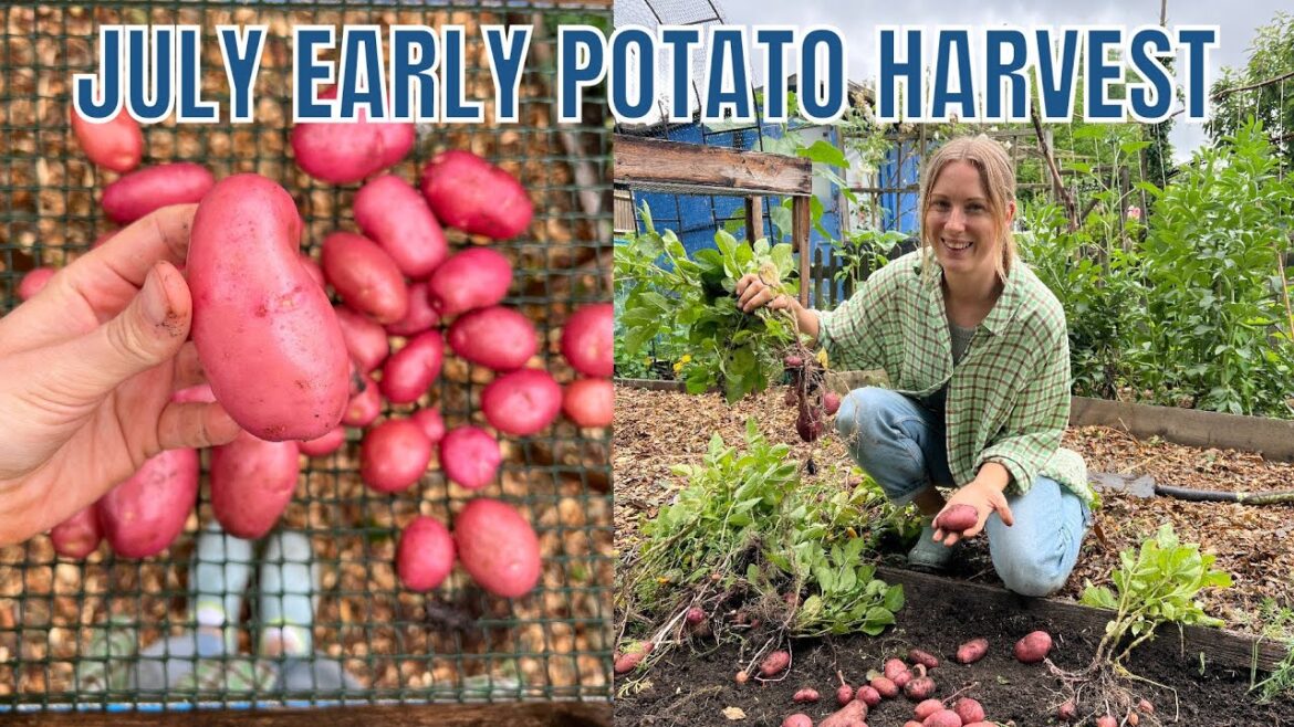 HARVESTING EARLY POTATOES / ALLOTMENT GARDENING FOR BEGINNERS / JULY 2023