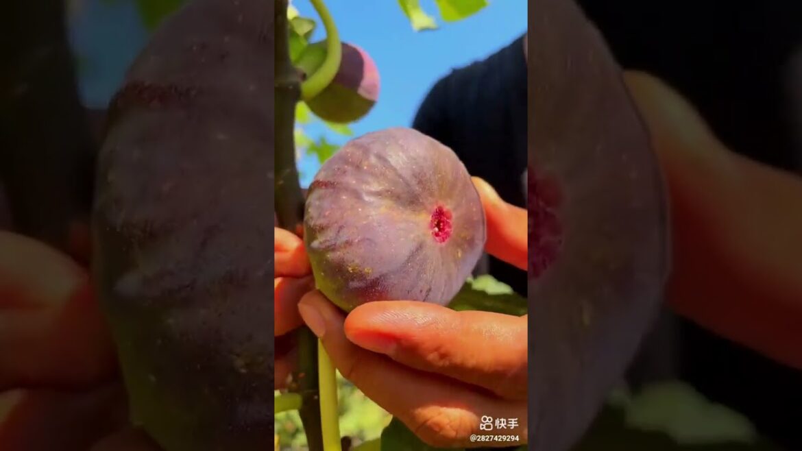 do you know this fruit?|Fruits🍒Videos#shorts #viral #fruit