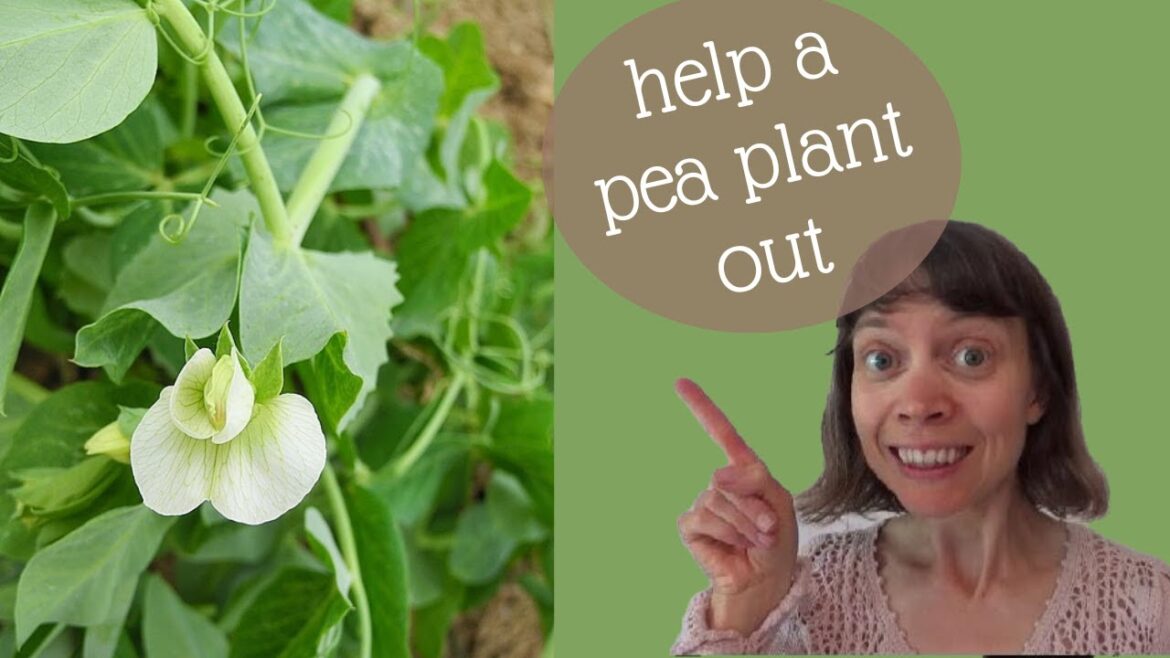 ESSENTIAL Tip For Successfully Growing PEAS || Vegetable gardening tips