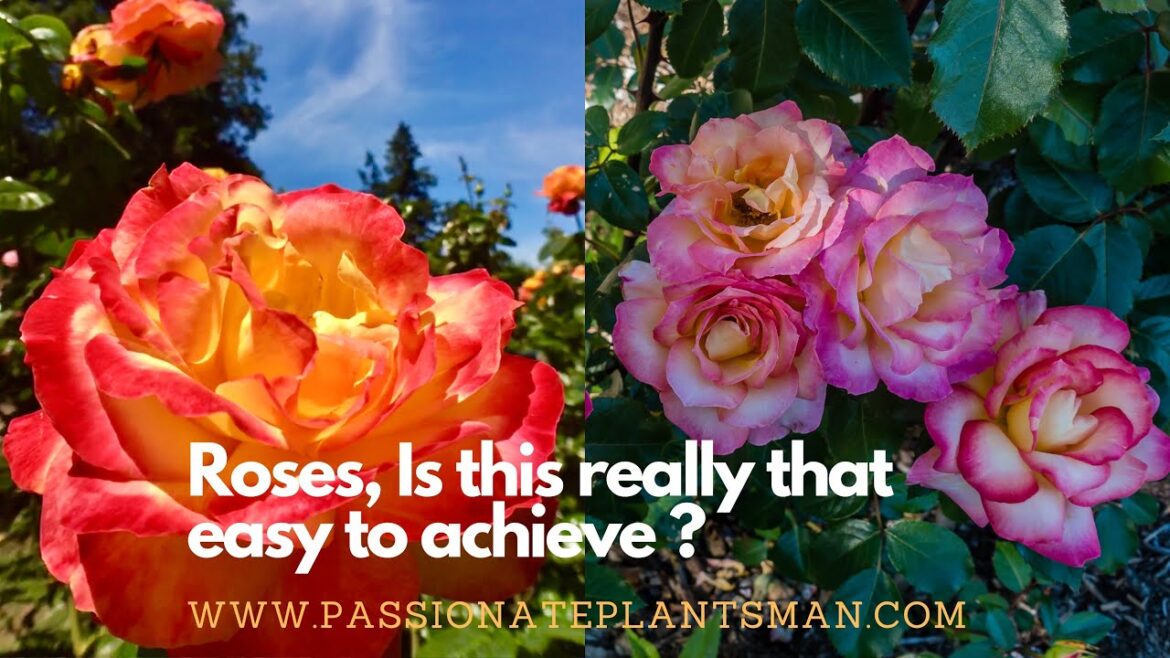 @PassionatePlantsmanHarsh Achieve excellence in growing roses? #gardening #roses #rosecaretips  @PassionatePlantsmanHarsh Achieve excellence in growing roses? #gardening #roses #rosecaretips 