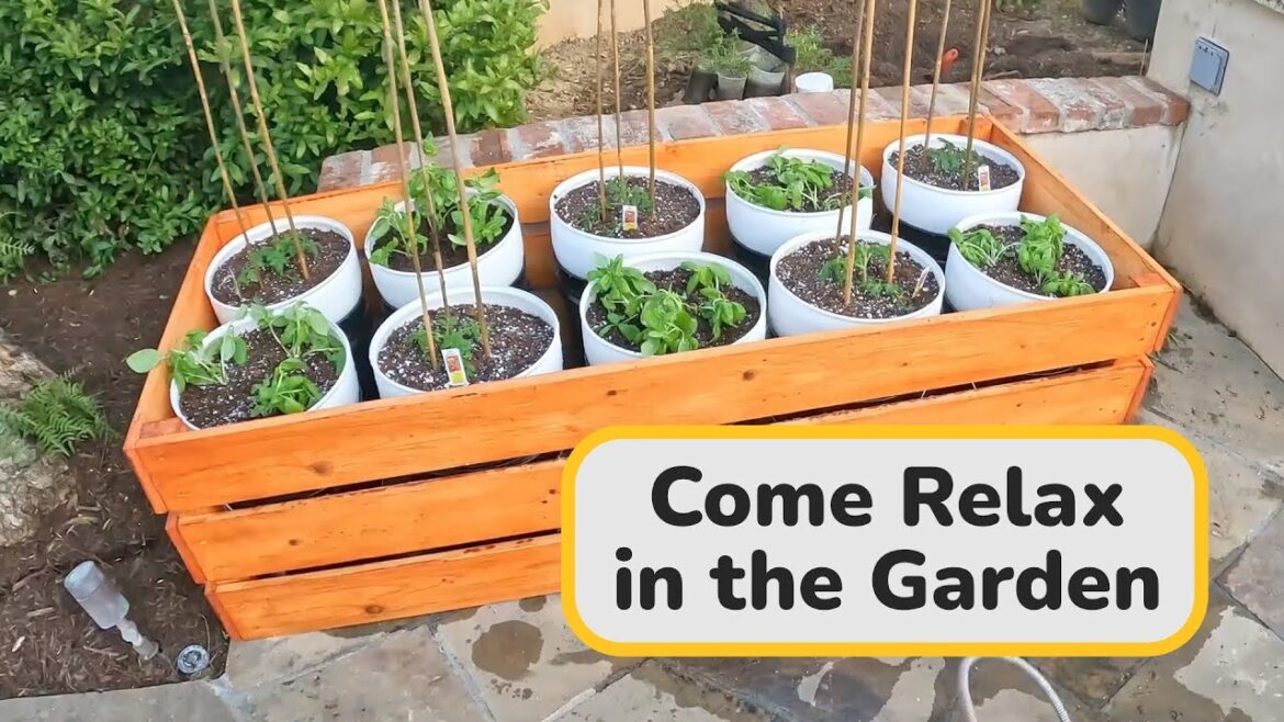 Come Relax! Paint the Tomato Bucket Frame | Tomato Bucket Gardening Sleep Music Relaxing Video Come Relax! Paint the Tomato Bucket Frame | Tomato Bucket Gardening Sleep Music Relaxing Video