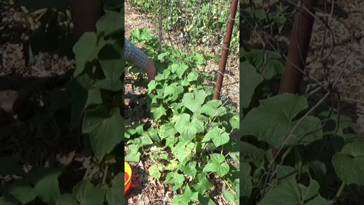 Heatwave Harvest Cucumber in the deep mulch garden #shorts #garden #mulch Heatwave Harvest Cucumber in the deep mulch garden #shorts #garden #mulch