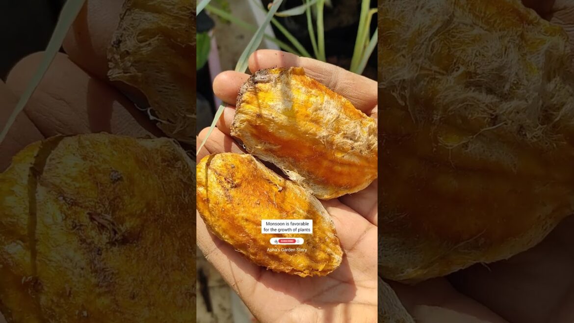 Monsoon Gardening Tips☔|Terrace Gardening|मानसून में बागबानी के लिए टिप्स|#ashasgardenstory#shorts