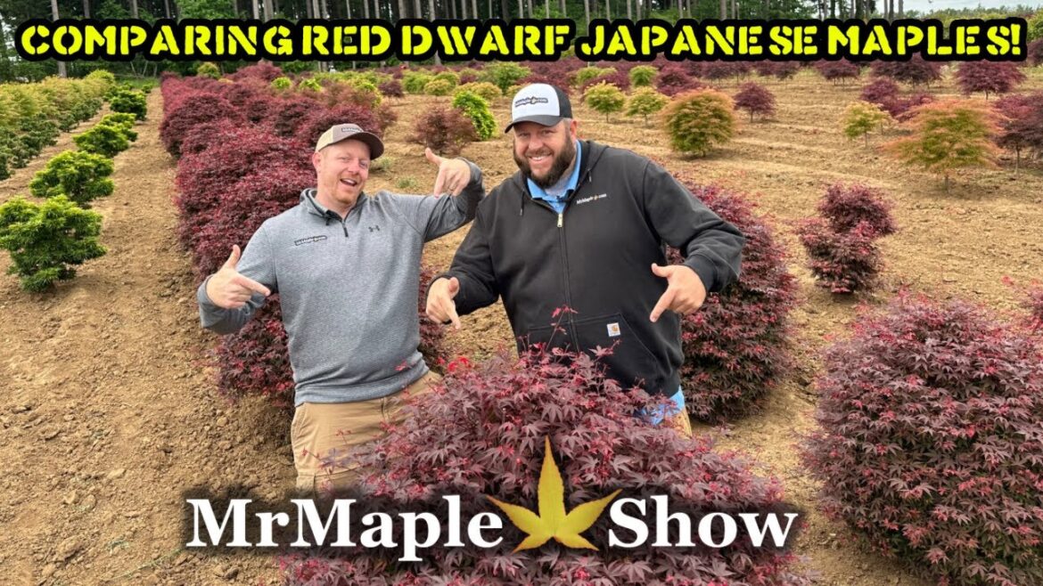 Comparing Red Dwarf Japanese Maples! Specimen Sizes! | MrMaple.com Saturday Showcase Comparing Red Dwarf Japanese Maples! Specimen Sizes! | MrMaple.com Saturday Showcase
