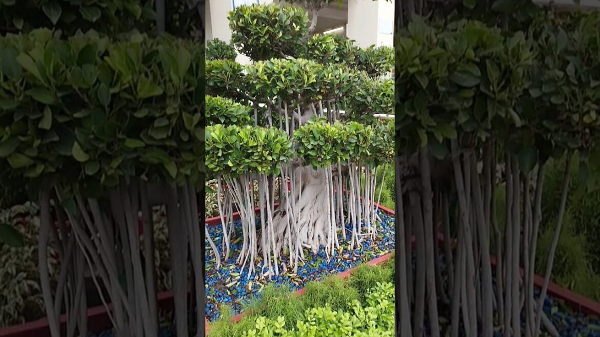 How to gardening| How to cutting tree| Awesome design of tree| Nature lover| Tree lover |Green lover