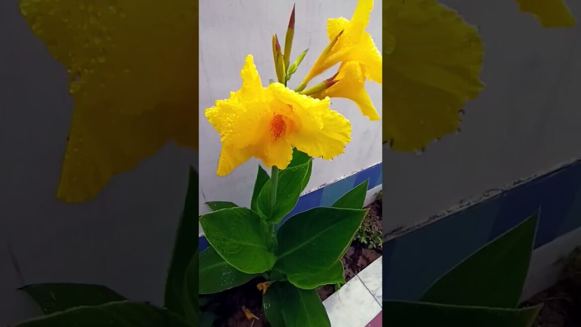 flowering in rainy season home gardening tips #plants #nature  #homegardening