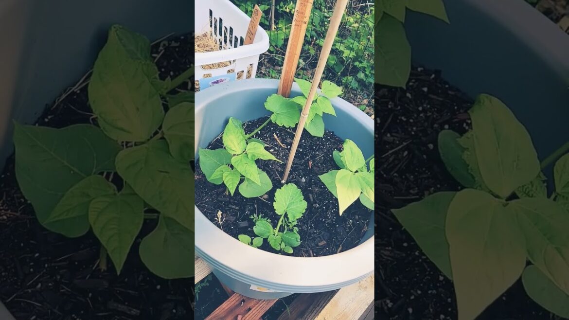 How to grow : Corn, Beans, Squash together #containergardening  #shorts
