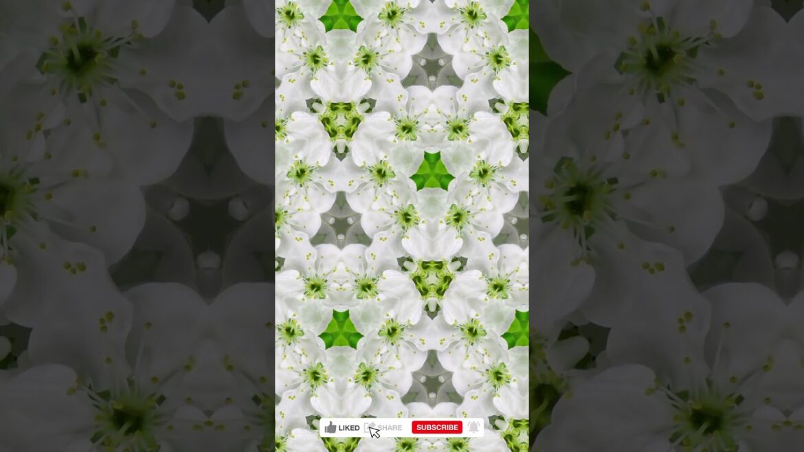 Organic kaleidoscope from blooming plum blossoms