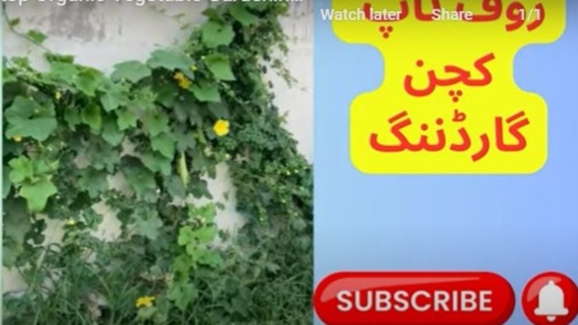 "Mastering Rooftop Organic Vegetable Gardening | Cultivate Fresh, Nutritious Produce at Home"