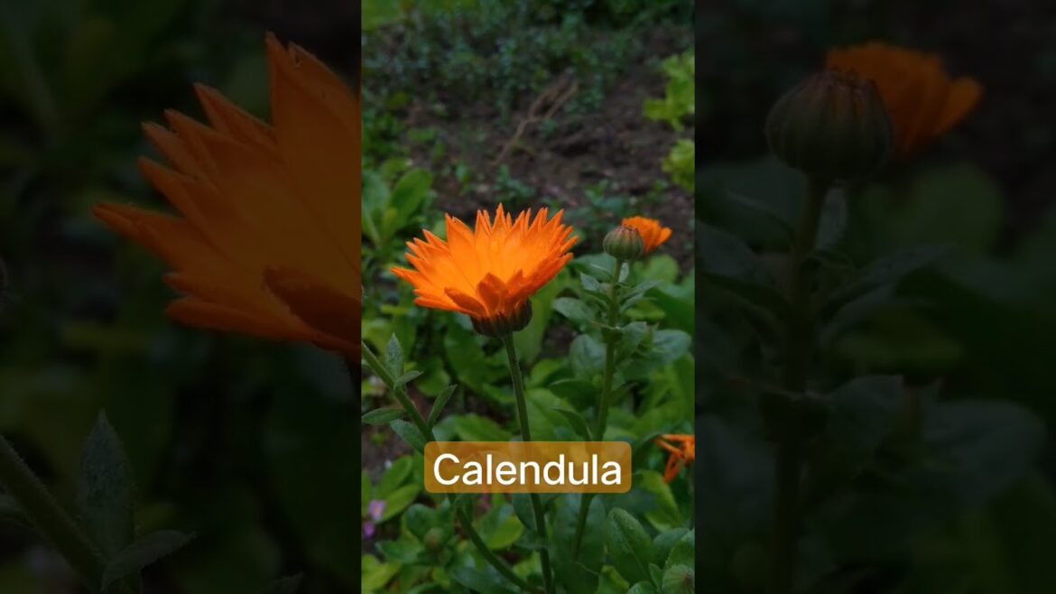 Calendula l Pot Marigold l🌼l #flower #trending #beautifulflowers #viral #gardening Calendula l Pot Marigold l🌼l #flower #trending #beautifulflowers #viral #gardening