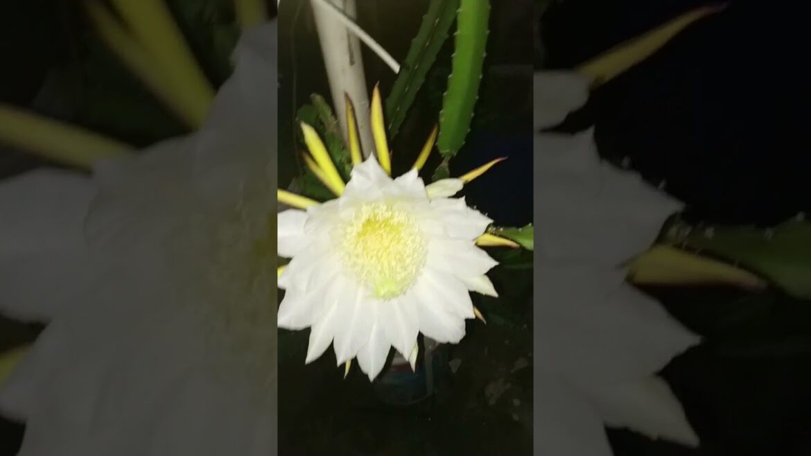 ড্রাগন ফুল /Dragon Flower #viral #trends #ytshorts #flower #gardening #shorts #viralvideo