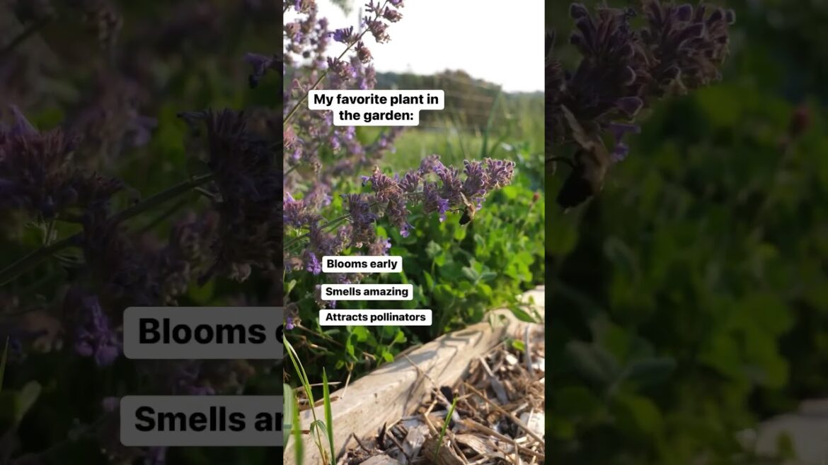 Add this herb to your garden! #gardeningtips Add this herb to your garden! #gardeningtips