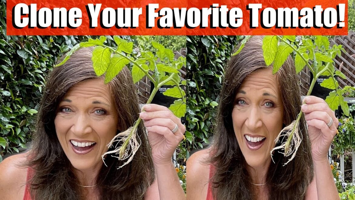 How to Clone Your Favorite Tomato Plant!