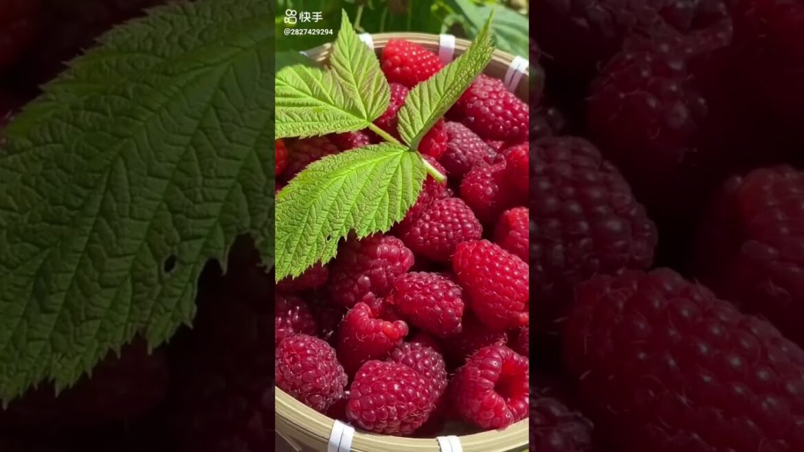 do you know this fruit?|Fruits🍒Videos#viral #fruit