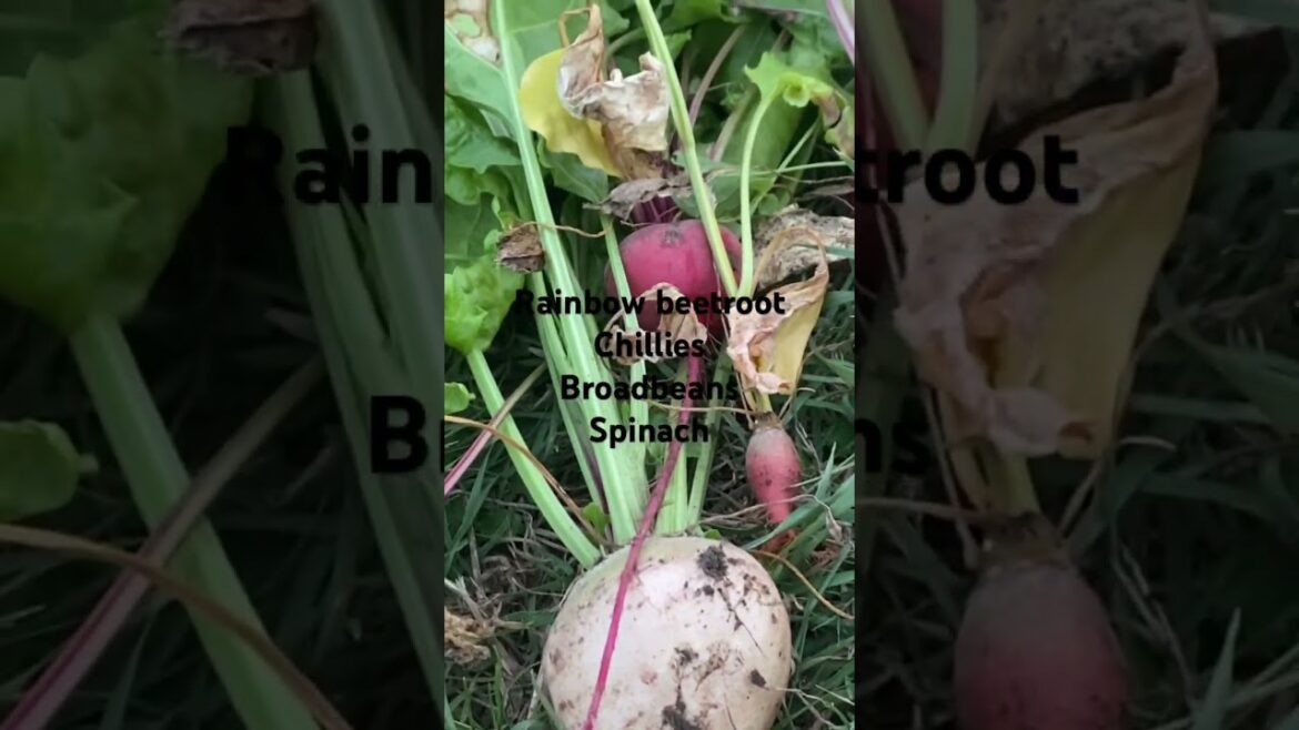Today’s harvest #allotment #gardening #vegetable #vegetablegardening
