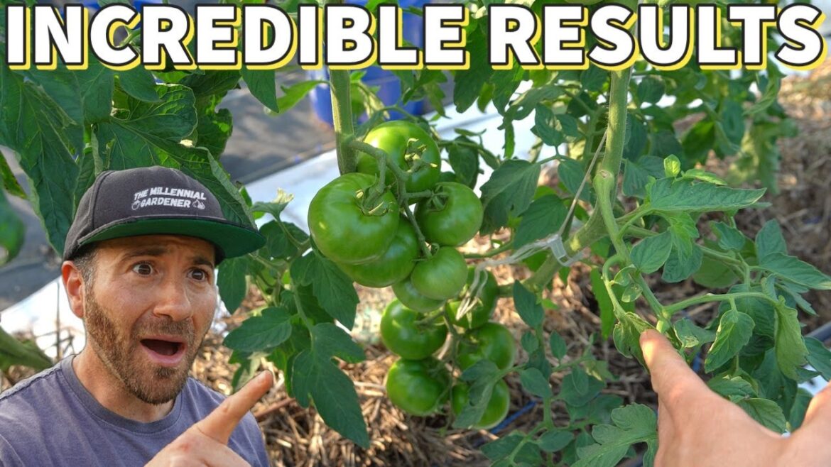 This Little Known Gardening Method Is BETTER Than Raised Beds! This Little Known Gardening Method Is BETTER Than Raised Beds!