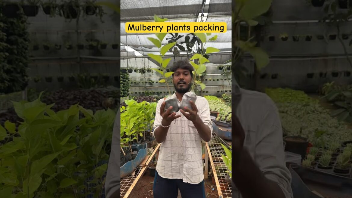 Mulberry plants packing/ Tamil nursery tips / #shorts #fruit