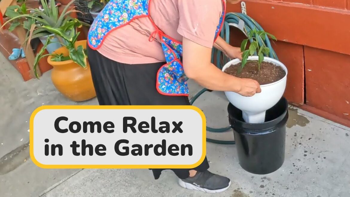 Come Relax! Mom Plant Jalapeno Chili Pepper | Tomato Bucket Gardening Sleep Music Relaxing Video
