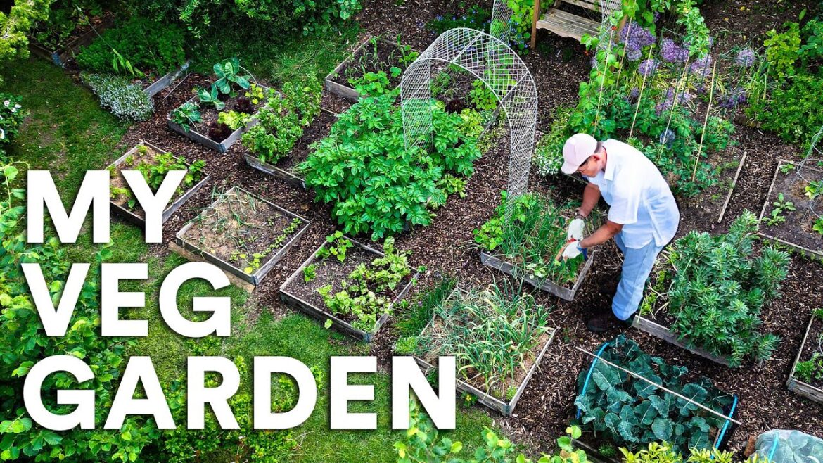My Ultra Low-Maintenance Garden: The Full Tour My Ultra Low-Maintenance Garden: The Full Tour