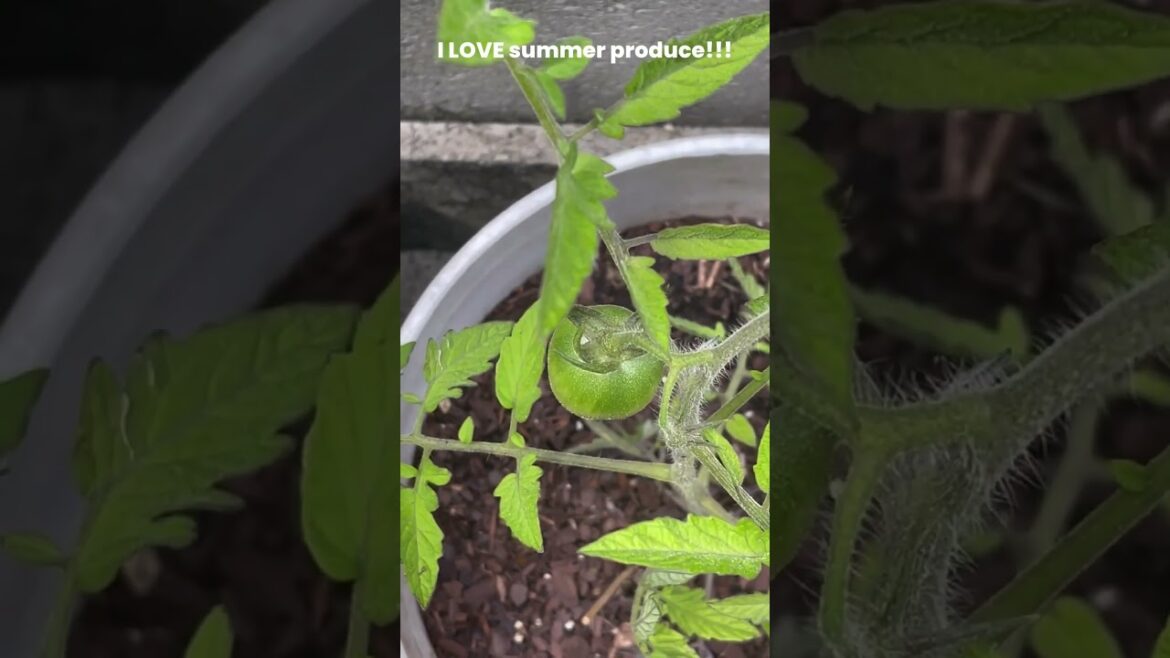 My Happy Little Container Garden #containergardening My Happy Little Container Garden #containergardening