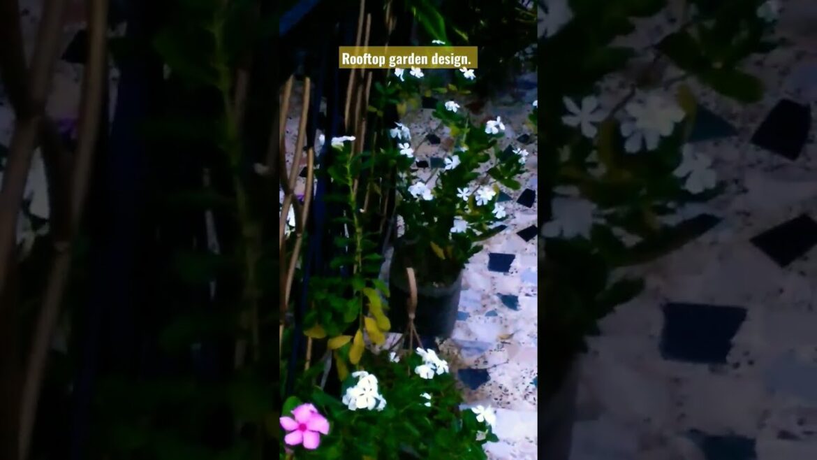 Rooftop garden design. Nayontara flowers tree.   Stairs design ideas. #viral #video #shorts #short
