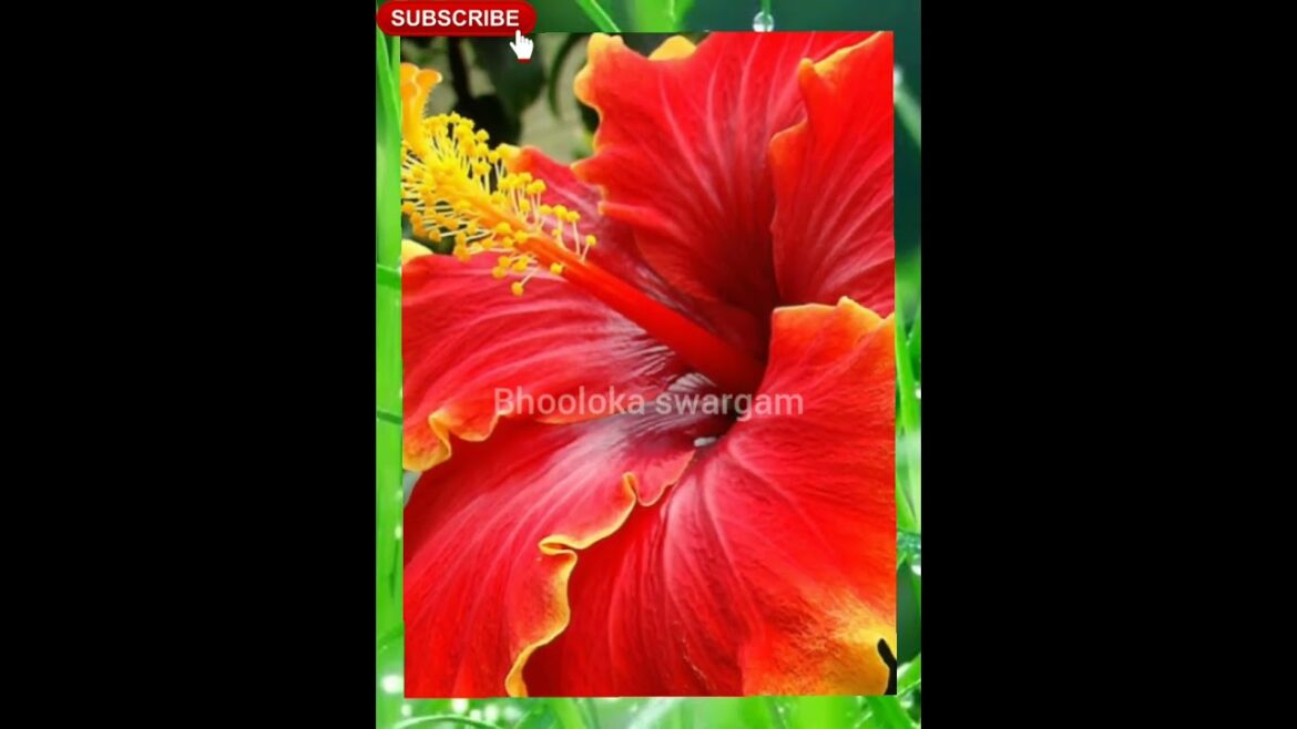 Mandaram hibiscus flowers- terrace garden#shorts #youtubeshorts #shortsyoutube #viral organic fruits Mandaram hibiscus flowers- terrace garden#shorts #youtubeshorts #shortsyoutube #viral organic fruits