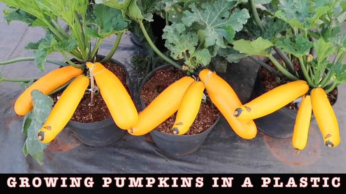 Growing pumpkins in a plastic container is simple yet effective - Gardening