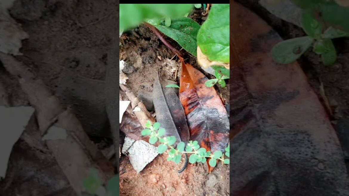 Second use of vinegar in garden|link in comments|#garden #shorts#plants#gardening#harvesting Second use of vinegar in garden|link in comments|#garden #shorts#plants#gardening#harvesting