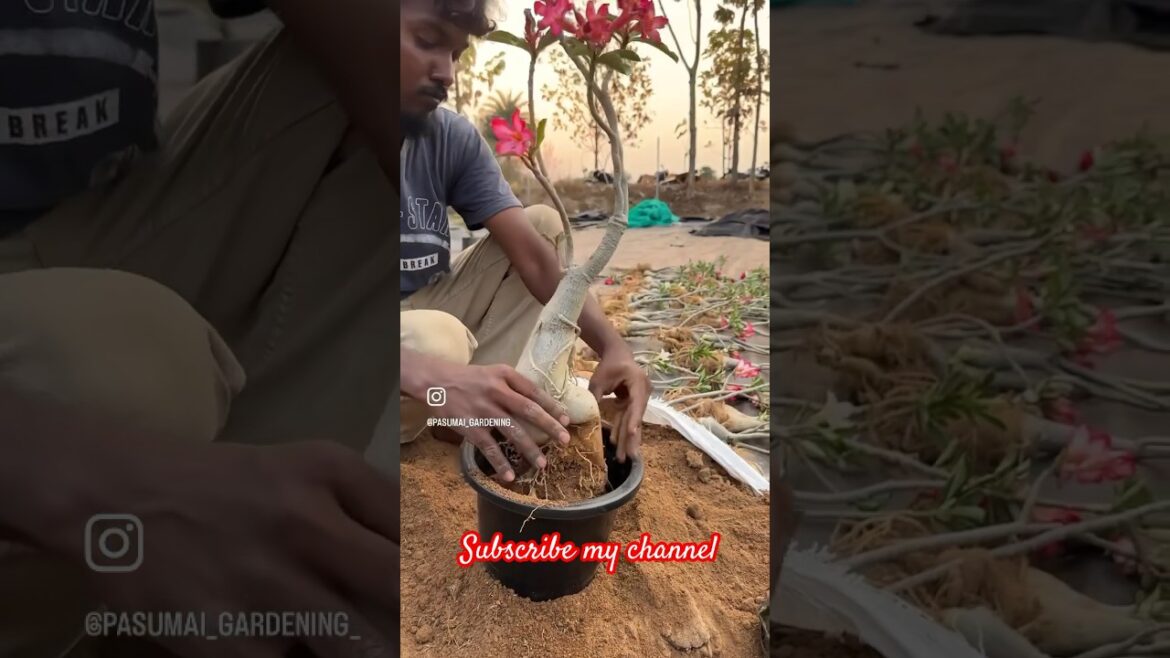 Adenium planting tips ❤️🌱 #plants #propagation #roseplant #flowersgarden #roseplants #plant