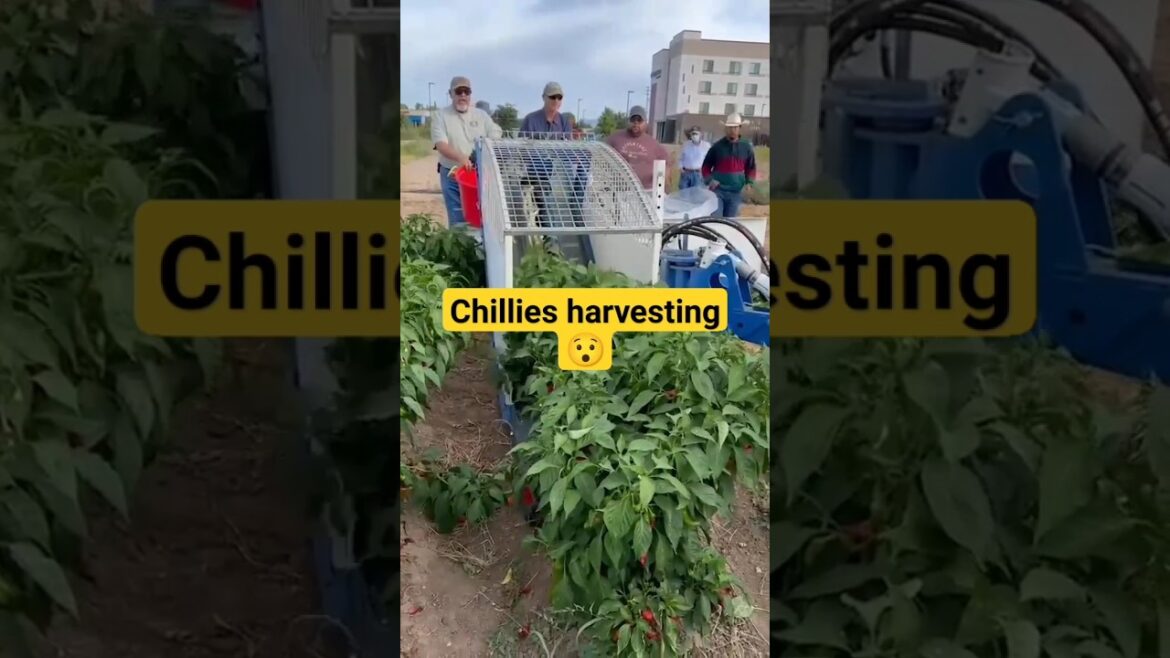 Super Amazing ideas for #vegetablegardening Super Amazing ideas for #vegetablegardening
