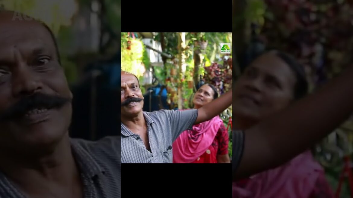 ചെലവ് കുറവും, ക്രിയേറ്റിവിറ്റി കൂടുതലും! ഹിറ്റാണ് ബാബു ചേട്ടന്റെ ചെടി വീട്| Creative Garden Ideas