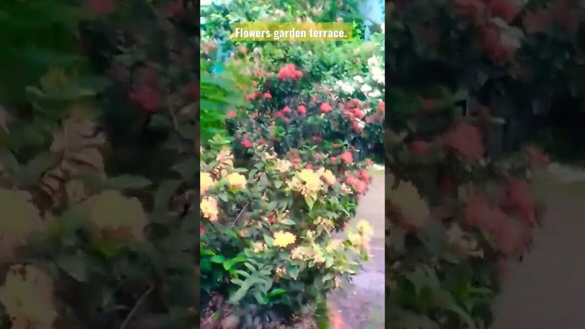 Flowers garden terrace. Designers idea. Garden design ideas. #viral #shorts #short #video #flowers