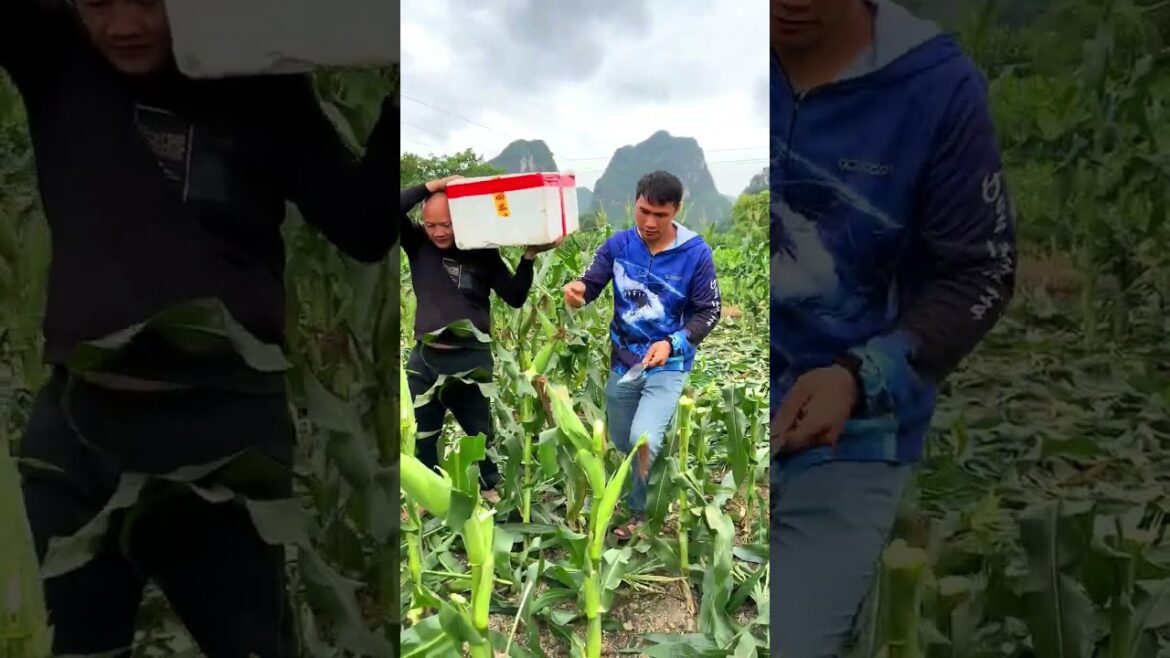 ASMR harvesting sweet Corn #amazingchina #agriculture ASMR harvesting sweet Corn #amazingchina #agriculture