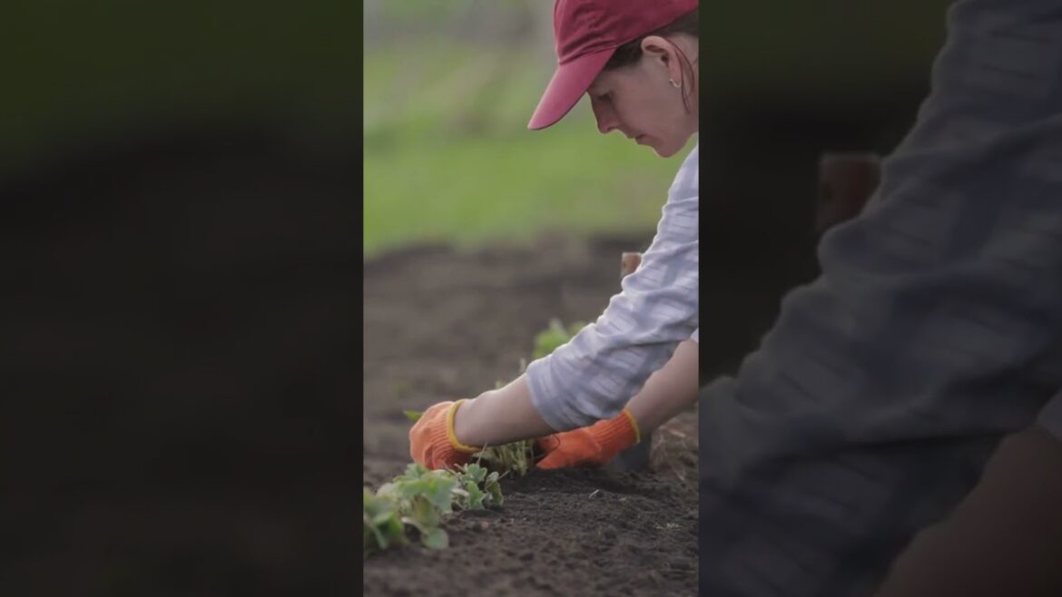 Hydrating Nature's Oasis: The Astonishing Effects of Watering in Hot Weather | Astonishing Lair