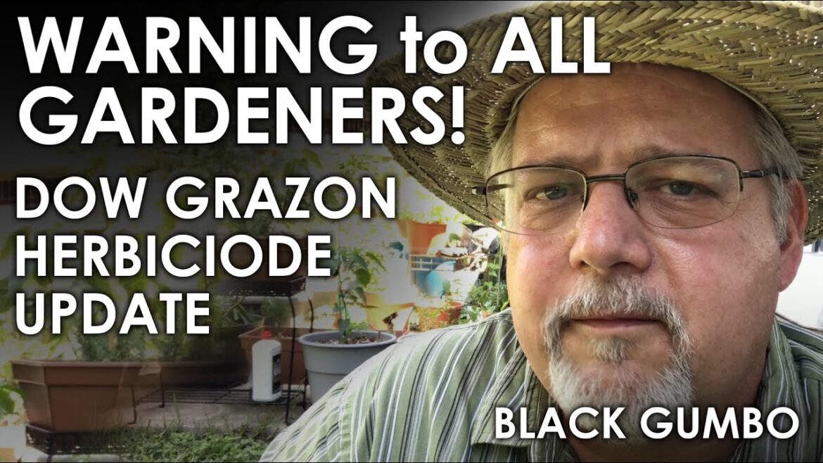 WARNING! Herbicide Danger for Gardeners || Black Gumbo