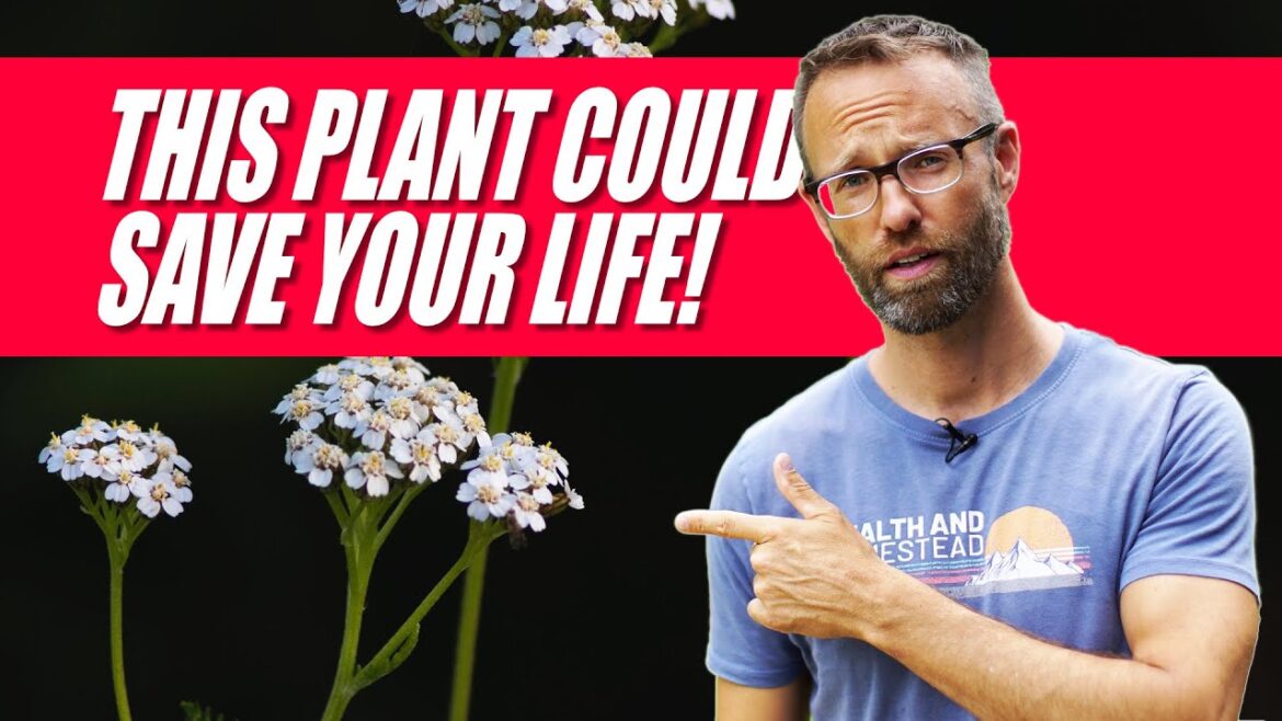 "Soldiers Woundwort" Stop bleeding, And More! Yarrow, Nosebleed Plant Achillea millefolium