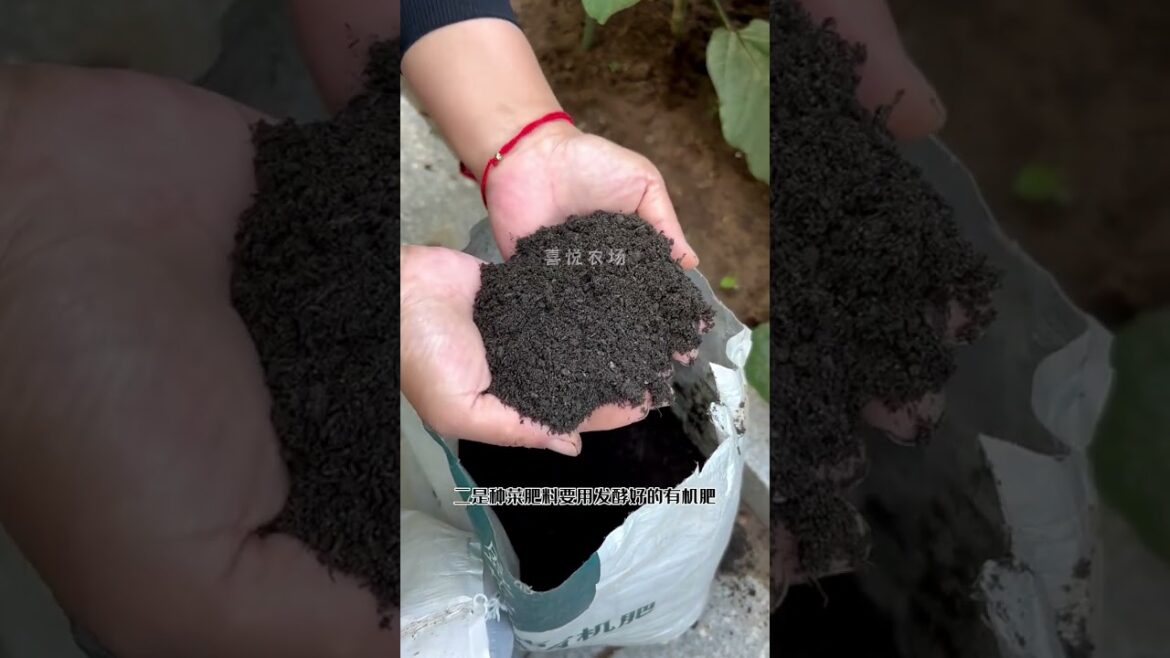 Planting Your Own Vegetables & Eat What You Grow #shorts  #fbreels #healthyvegetables #gardening