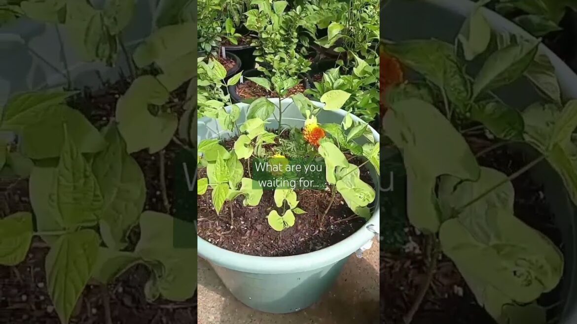 Lets Grow Together | Small Space Gardening | Container Garden