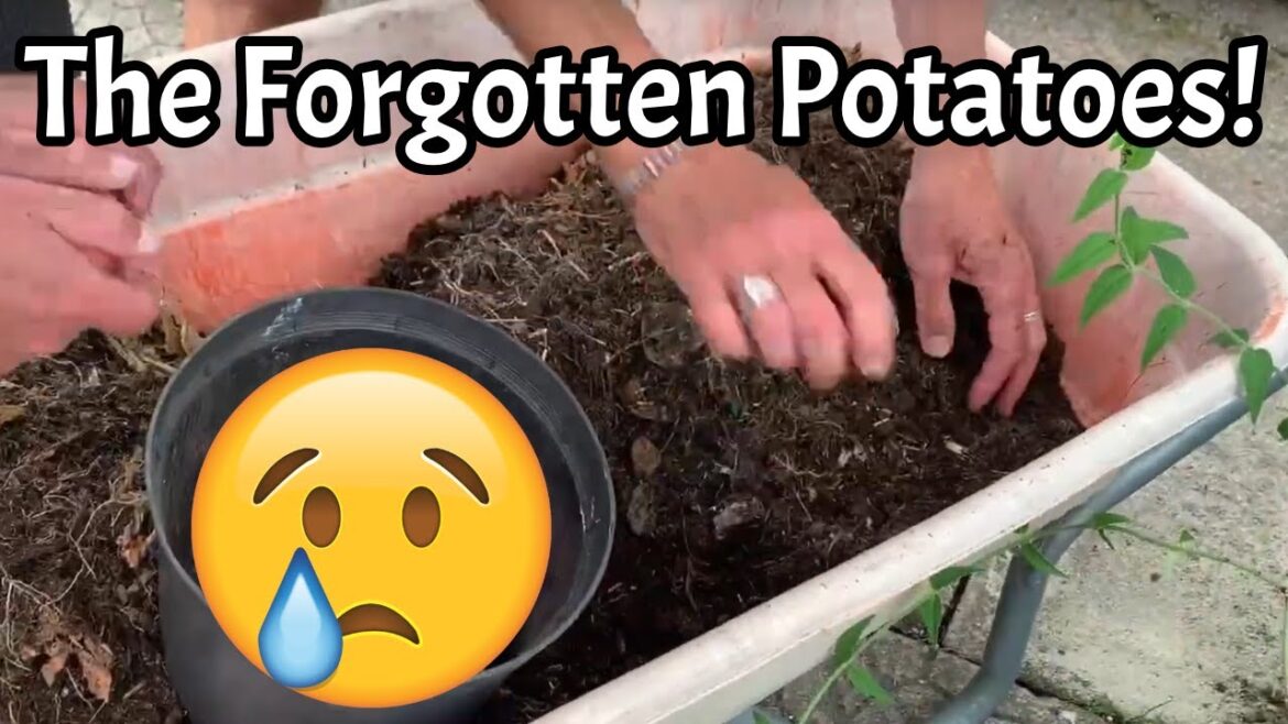 We left tubs of potatoes in the polytunnel over winter. Did they grow in spring with no water? We left tubs of potatoes in the polytunnel over winter. Did they grow in spring with no water?