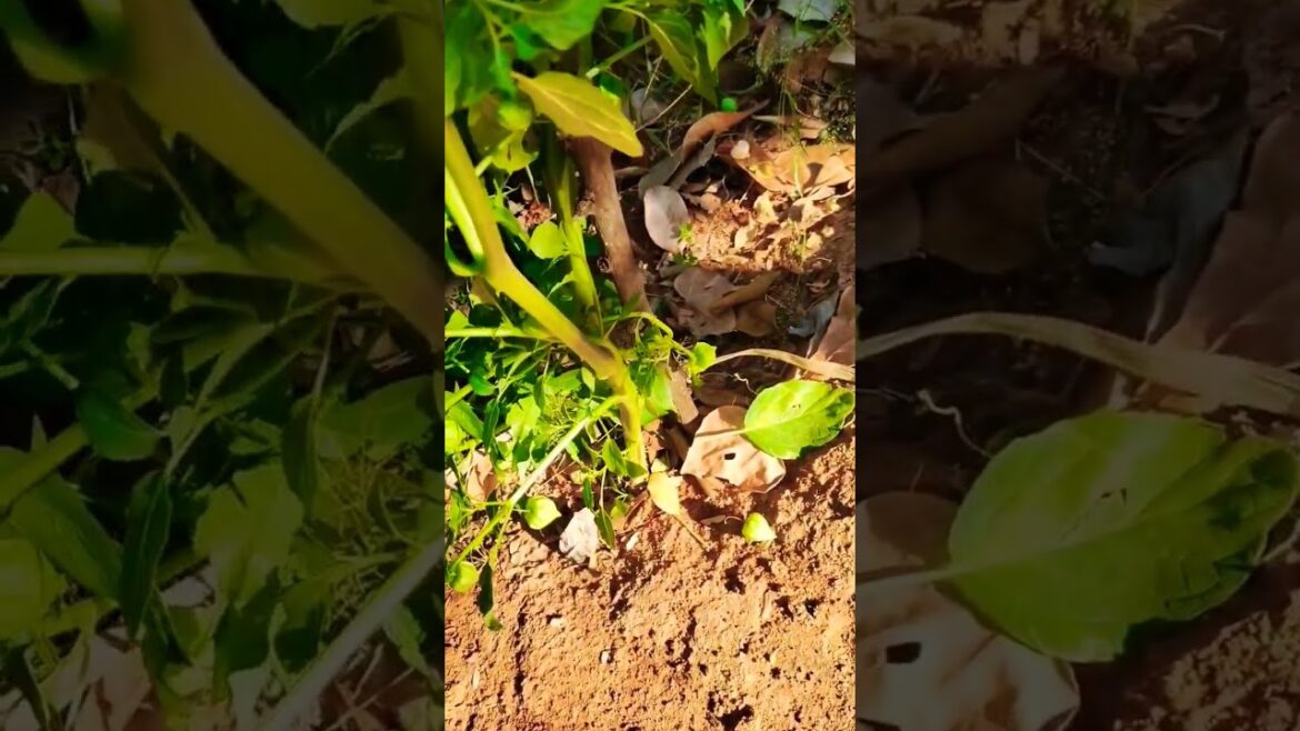 Ground cherry | Home Garden | RS Cooking and Crafts Ground cherry | Home Garden | RS Cooking and Crafts