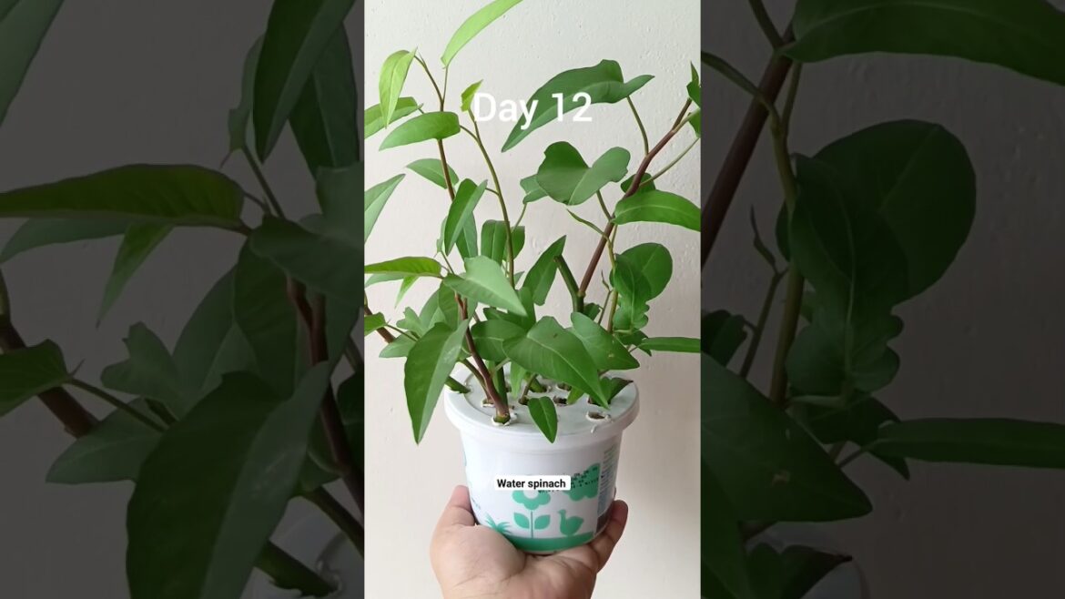 Grow water spinach without soilđŋ|| āĻŽāĻžāĻāĻŋ āĻ āϰā§āĻĻ āĻāĻžā§āĻž āĻāϞāĻŽāĻŋ āĻļāĻžāĻ āĻāĻžāώ/kangkong Grow water spinach without soilđŋ|| āĻŽāĻžāĻāĻŋ āĻ āϰā§āĻĻ āĻāĻžā§āĻž āĻāϞāĻŽāĻŋ āĻļāĻžāĻ āĻāĻžāώ/kangkong